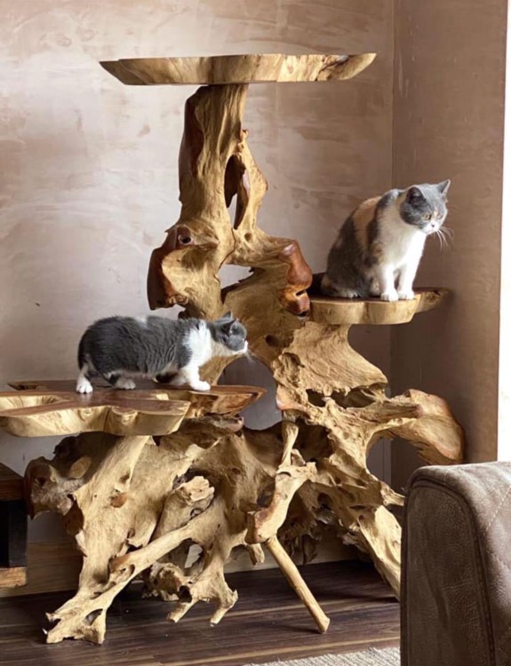 TEAK ROOT CAT TREES